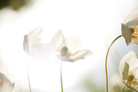 Beautiful white flowering plant Anemone sylvestris, natureの写真素材