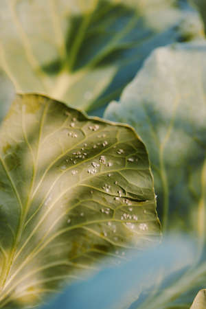 Whitefly Aleyrodes proletella on the cabbage leaf.の写真素材