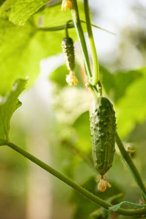 green cucumbers vegetables hanging on on a branchの写真素材