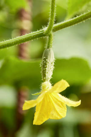 green cucumbers vegetables hanging on on a branchの写真素材
