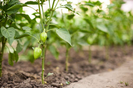 green bell peppers growing in the greenhouseの写真素材