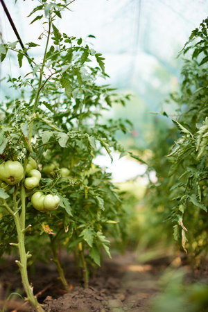 tomato vine plants growing in gardenの写真素材