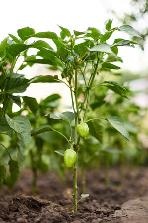 green bell peppers growing in the greenhouseの写真素材