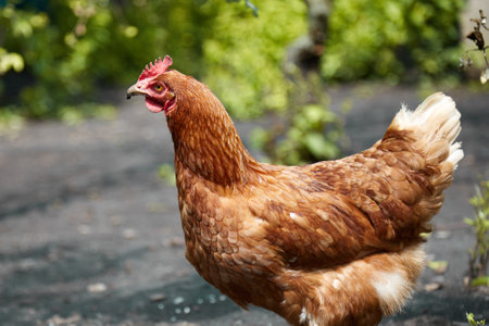 free range chicken in the summer dayの写真素材