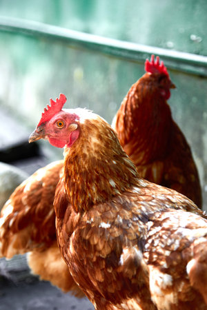 free range chicken in the summer day
