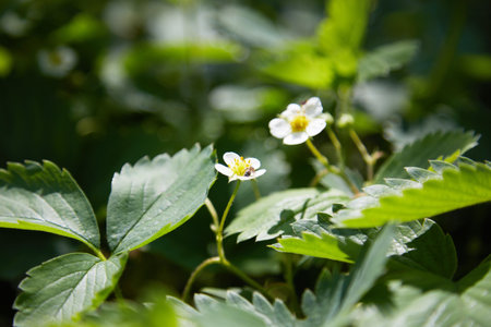 strawberries bloomed in the garden. Strawberry Plant.の写真素材