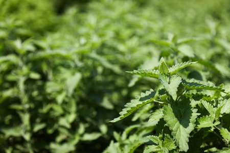 Beautiful green mint leaves during the summerの写真素材