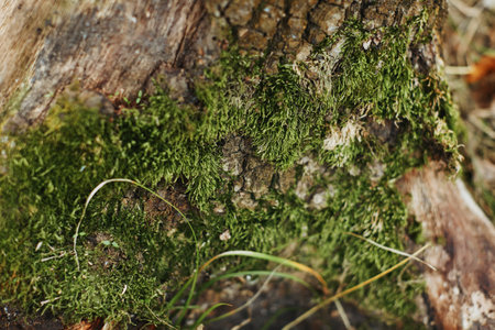 Green moss on tree bark outdoor, close upの写真素材