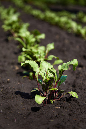 Beetroot plants in a row in gardenの写真素材