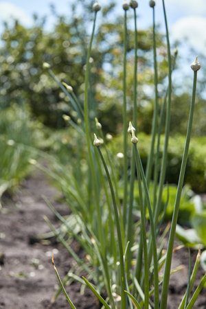 Organically grown onions with bud on a stalk of plantの写真素材