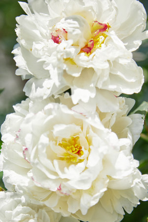 beautiful white pion in the garden in summer dayの写真素材