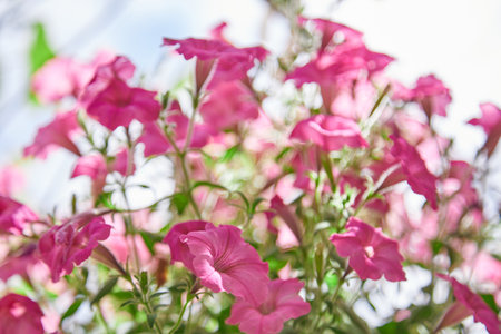 pink petunia flowers in a garden on a green backgroundの写真素材