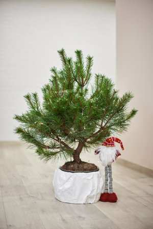 Christmas gnome toy with red hat near Christmas treeの写真素材