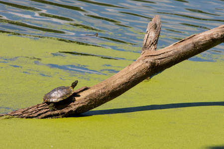 Turtle on Logの写真素材