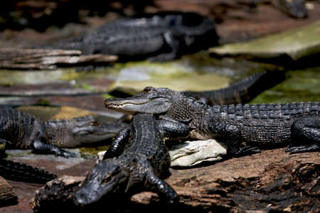 American Alligatorsの写真素材