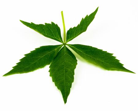 Green leaf isolated on white backgroundの写真素材