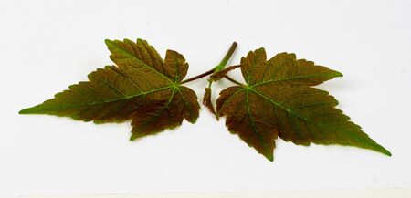 Great colorful leaves isolated on white backgroundの写真素材