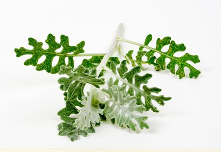 White and green  leaves isolated on white backgroundの写真素材
