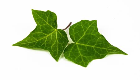 Ivy leaves isolated on white backgroundの写真素材