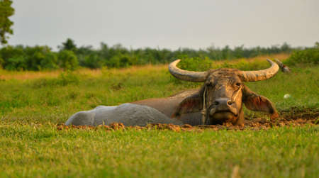 mud bathing buffaloの写真素材