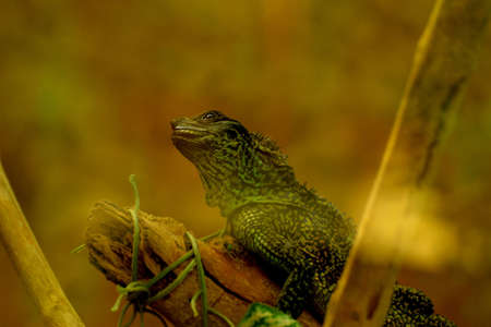 a lizzard is waiting on top of the branchの写真素材