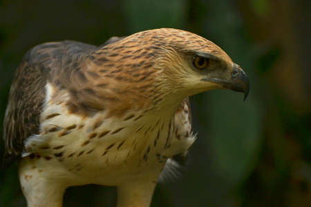 predator bird