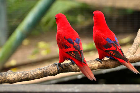 two identic bird