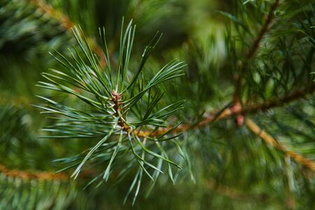 Macro of pine needles