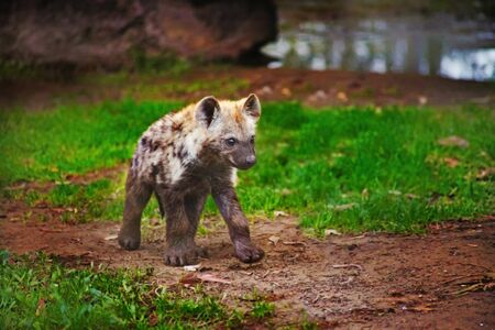 Hyena cub on green grassの写真素材