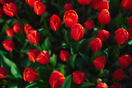 Colorful beautiful tulips on flower bed in city park.