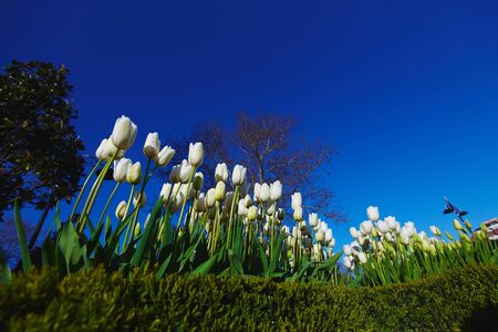 Colorful beautiful tulips on flower bed in city park.の写真素材