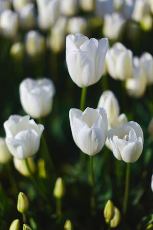 Colorful beautiful tulips on flower bed in city park.の写真素材
