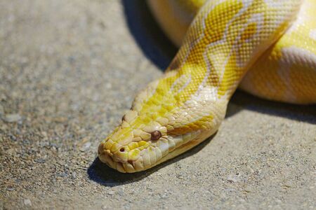 Python alive in terrarium details