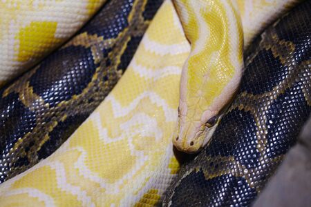Python alive in terrarium details