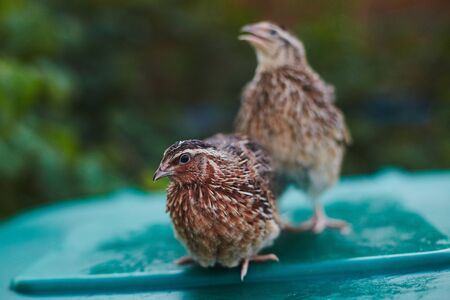 Two quails male and femaleの写真素材