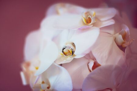 Wedding rings on beautiful orchids backgroundの写真素材