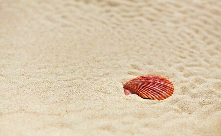 Sea shell on beach sand