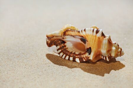 Sea shell on beach sand