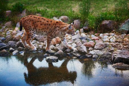 Lynx walks along water poolの写真素材