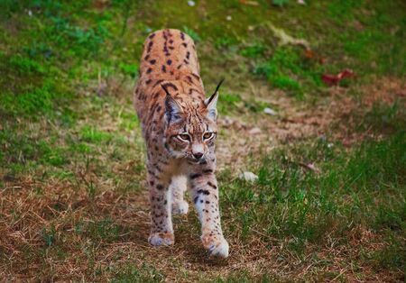 Lynxの写真素材
