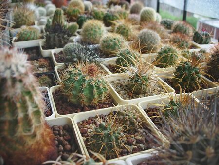 Large collection of different cactus species cultivated in the balcony.の写真素材
