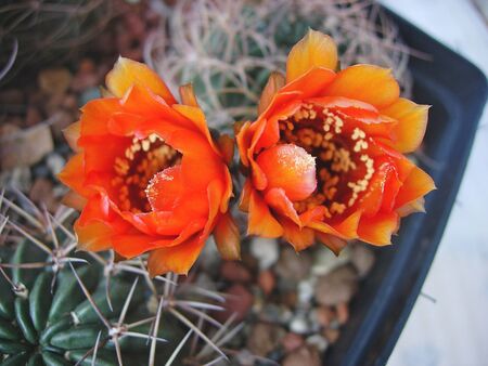Cactus Lobivia jajoiana var. caspalasensis WR 6934 with flowers.の写真素材