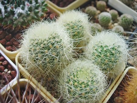 Densely-spined seedlings of cactus Matucana roseoalba L173.