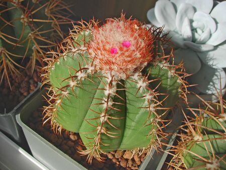 Cactus Melocactus matanzanus with cephalium and flowers.