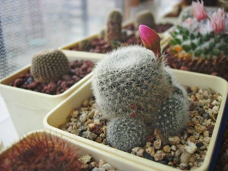 Cactus Rebutia narvaecensis with beautiful flowers.の写真素材