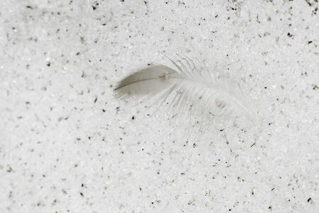 Melting snow texture in spring with small objects coming out from itの写真素材