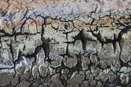 Bark of tree background
