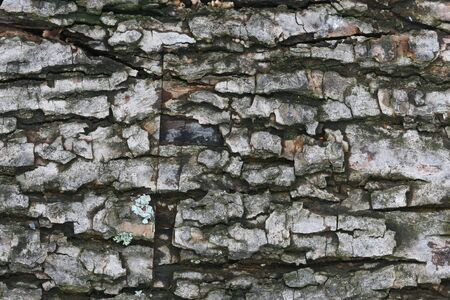 Bark of tree background