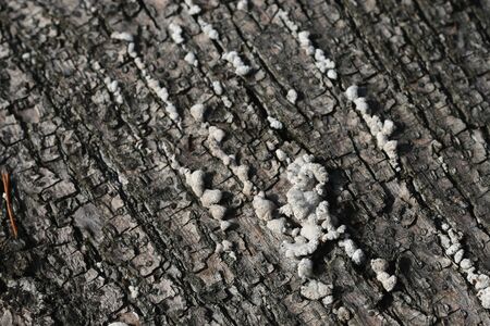 Bark of tree background
