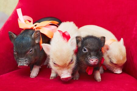 Small cute newborn mini pigs